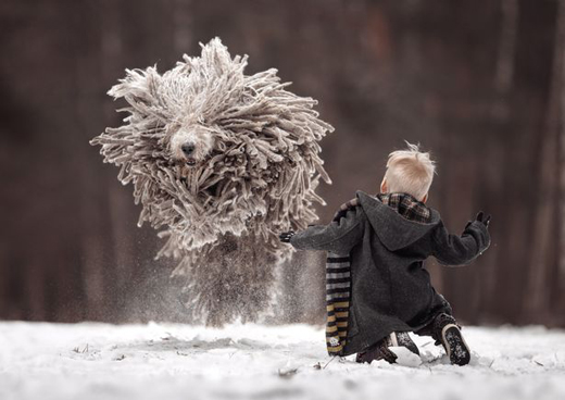 dog 